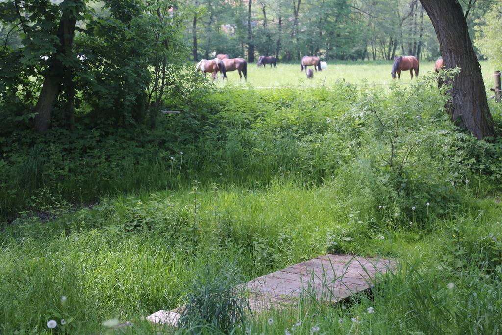 Gospodarstwo Agroturystyczne Stary Mlyn Wilczkowice Michalowice  Eksteriør bilde